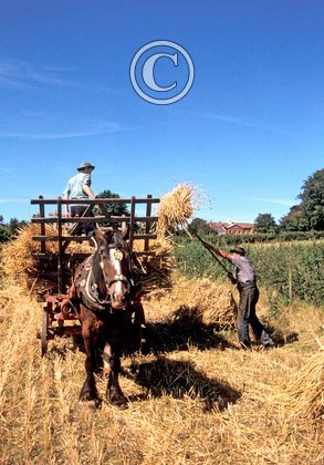 Harvest Time DM1191